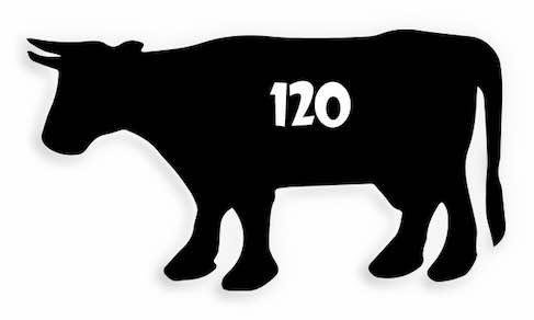 120 Cow